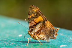 Hypanartia lethe