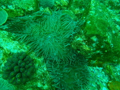 Heteractis crispa