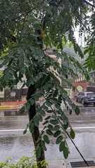 Adenanthera microsperma