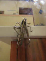 Cyrtacanthacris tatarica