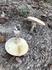 Saproamanita vittadinii