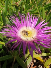 Apis mellifera capensis