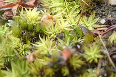 Trichostomum brachydontium