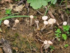 Marasmiellus tricolor