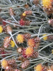 Syncarpha gnaphaloides