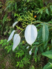 Mussaenda