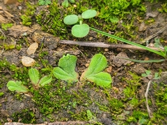 Riccia gougetiana
