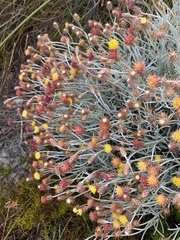 Syncarpha gnaphaloides