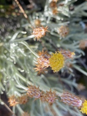 Syncarpha gnaphaloides