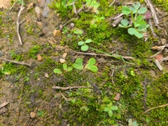Riccia gougetiana