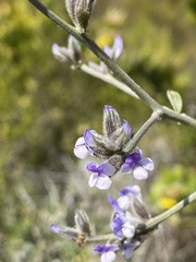 Psoralea hirta