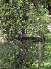 Callosciurus finlaysonii