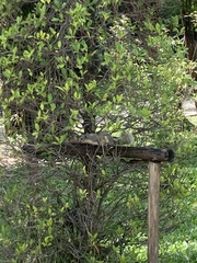 Callosciurus finlaysonii