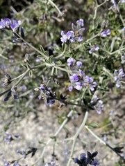 Psoralea hirta