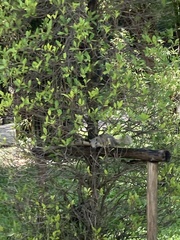 Callosciurus finlaysonii