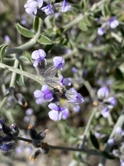 Psoralea hirta