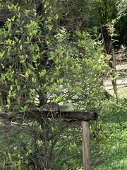 Callosciurus finlaysonii