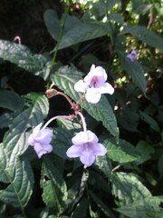 Acanthaceae