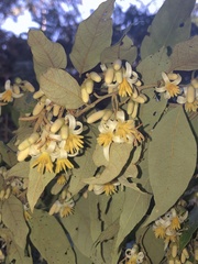 Styrax leprosus