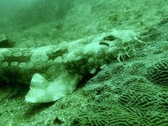 Orectolobus maculatus