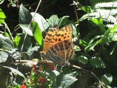 Argynnis