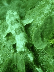 Orectolobus maculatus