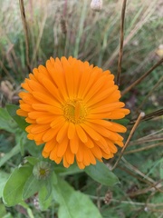 Calendula