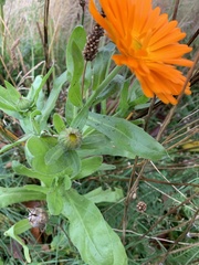 Calendula