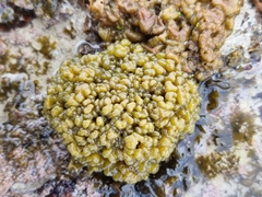 Leathesia marina