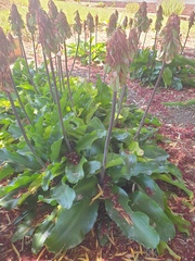 Veltheimia bracteata
