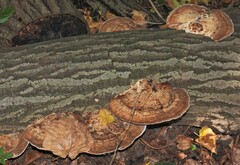 Daedaleopsis confragosa