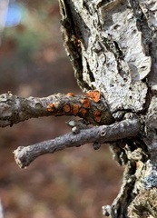 Amphilogia gyrosa