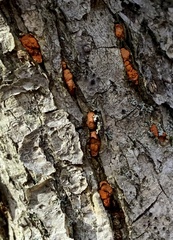Amphilogia gyrosa