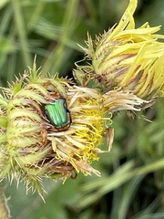 Leucocelis