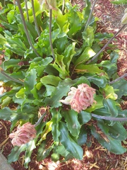 Veltheimia bracteata