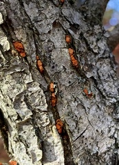 Amphilogia gyrosa