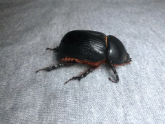 Xyloryctes jamaicensis