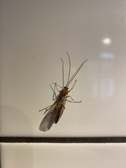 Ophion obscuratus