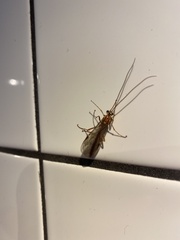 Ophion obscuratus