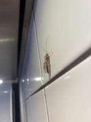 Ophion obscuratus