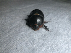 Xyloryctes jamaicensis