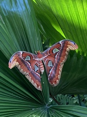 Attacus atlas
