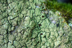 Psilolechia