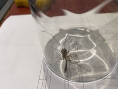 Ophion obscuratus