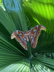 Attacus atlas
