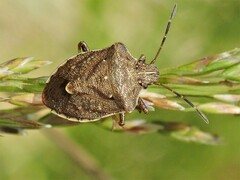 Oncocoris similis
