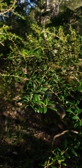 Bursaria spinosa