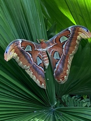 Attacus atlas