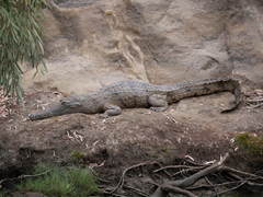 Crocodylus johnstoni