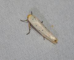 Ethmia rhomboidella